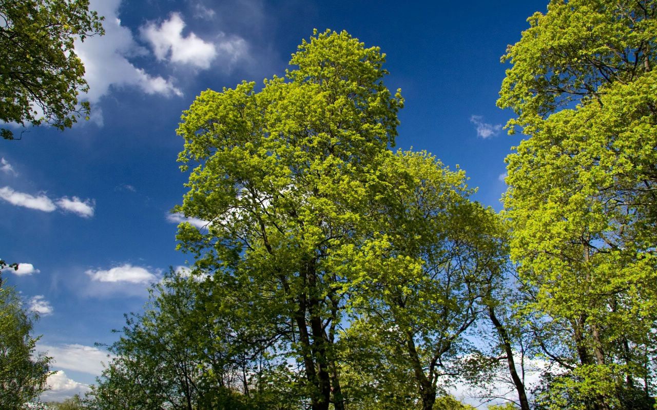 Forêt et ciel fond ecran Forêt et ciel