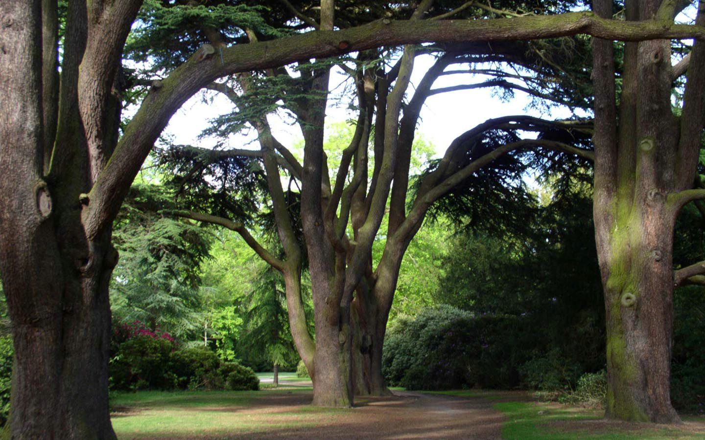 Arbres fond ecran Arbres