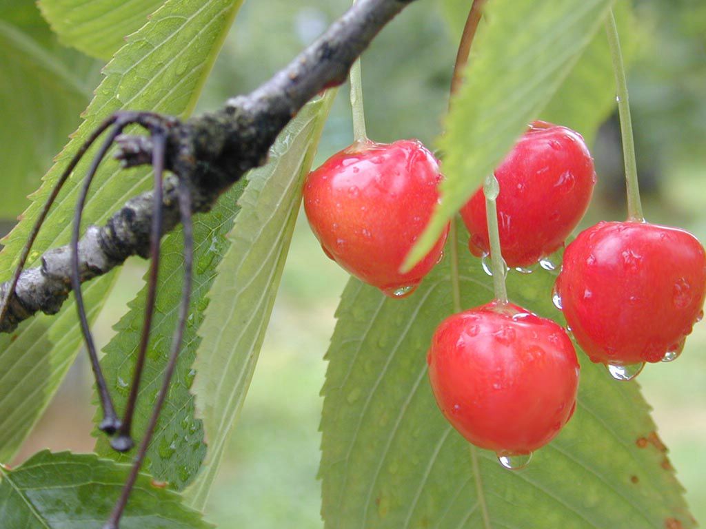 cerises fond ecran cerises