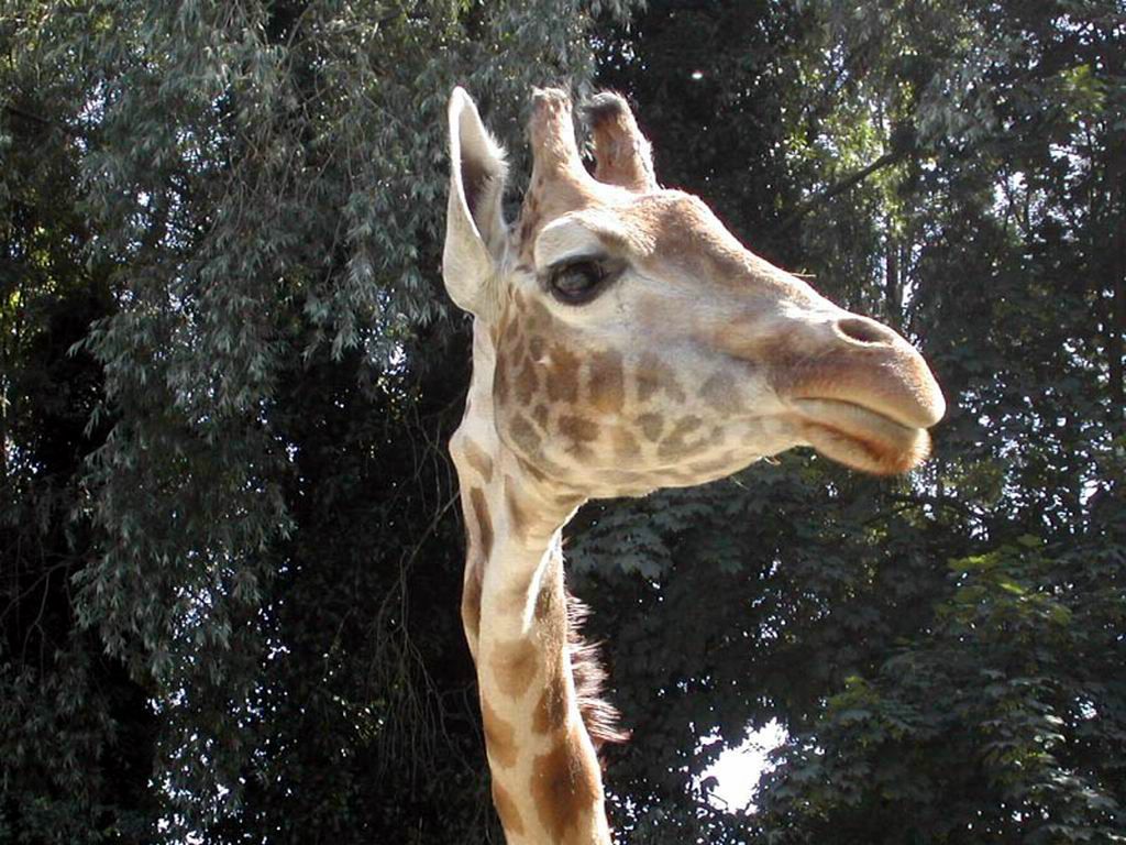 girafe fond ecran girafe