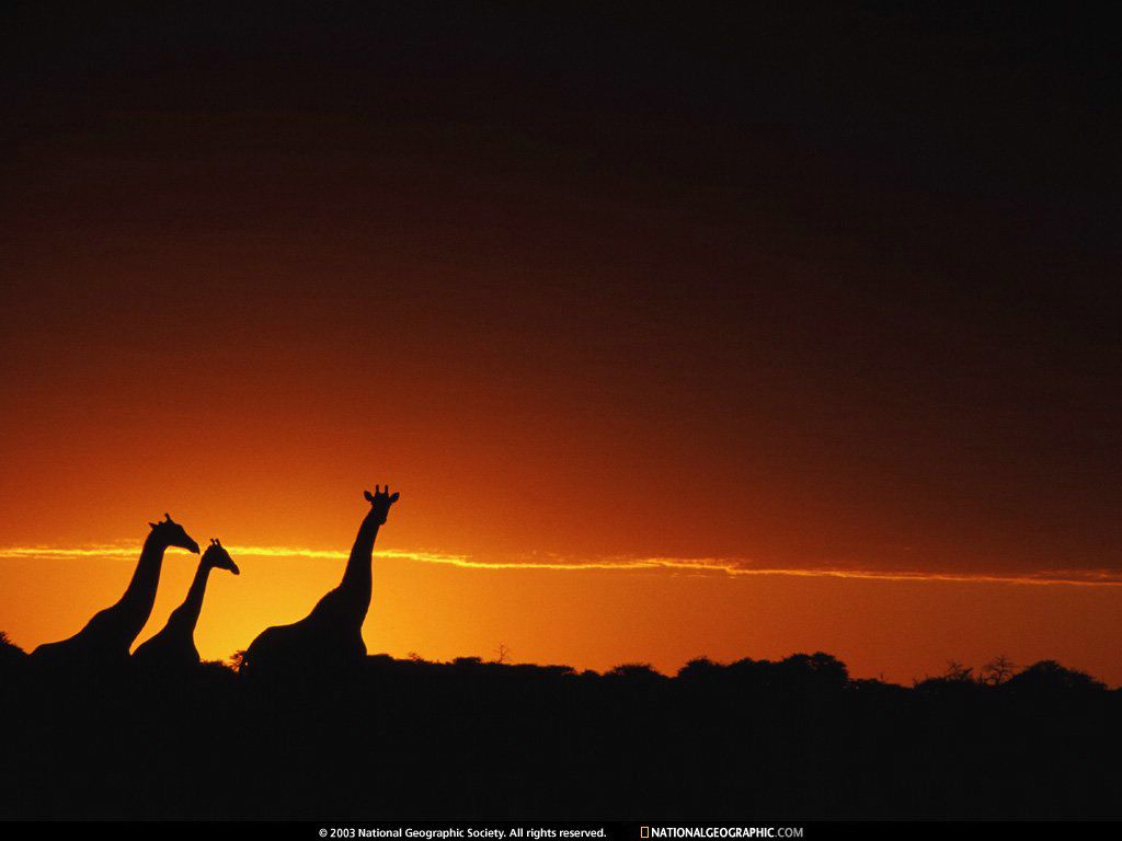 girafes fond ecran girafes