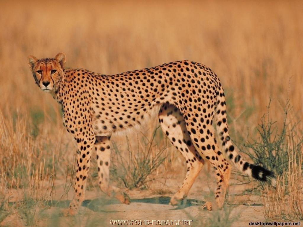 guepard fond ecran guepard