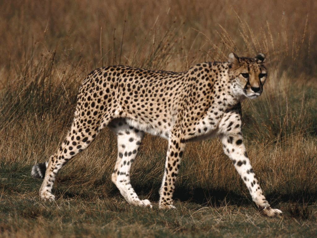 guepard fond ecran guepard