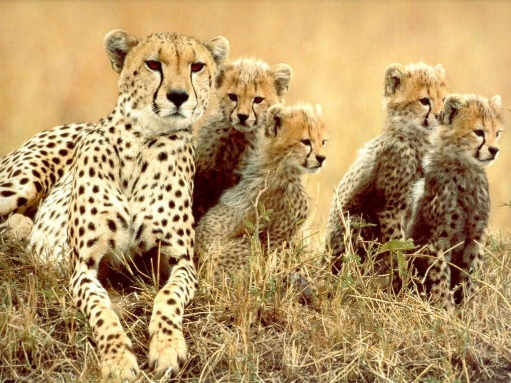 famille guepards fond ecran famille guepards