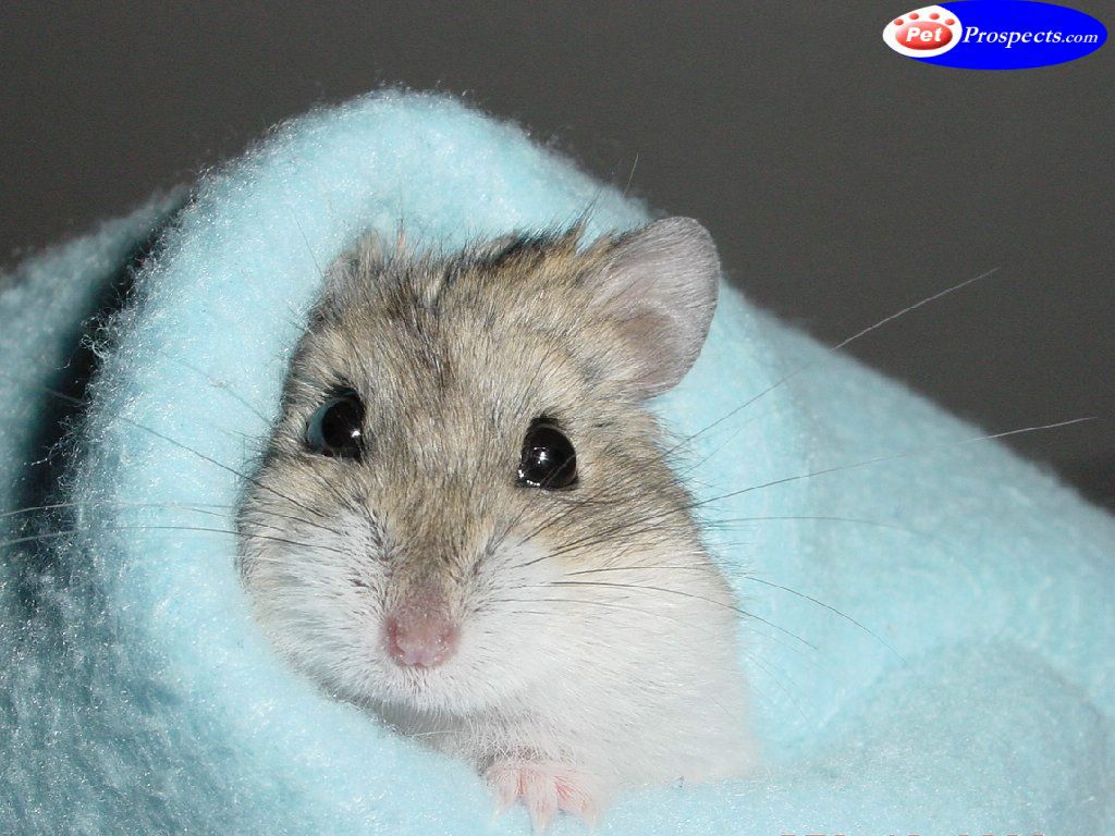 hamster fond ecran hamster