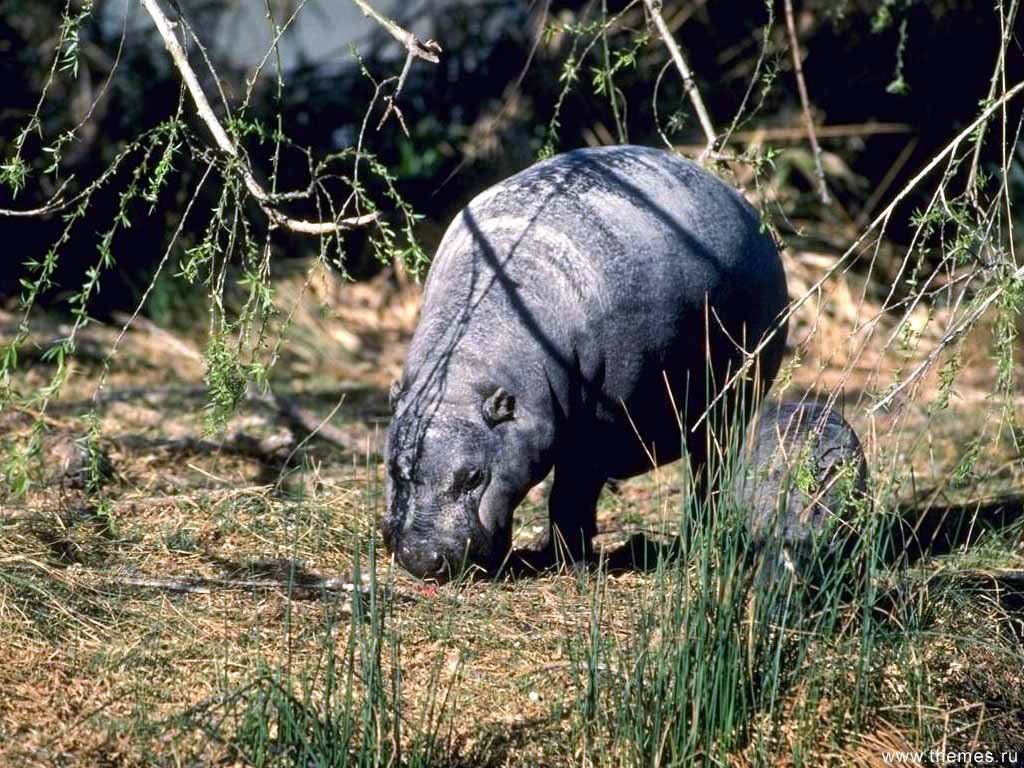 hippopotame fond ecran hippopotame