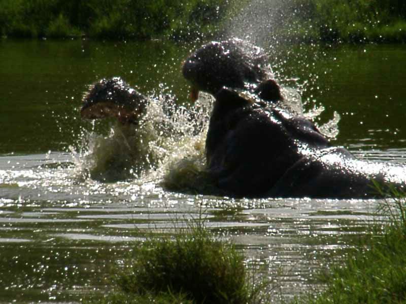 hippopotame fond ecran hippopotame