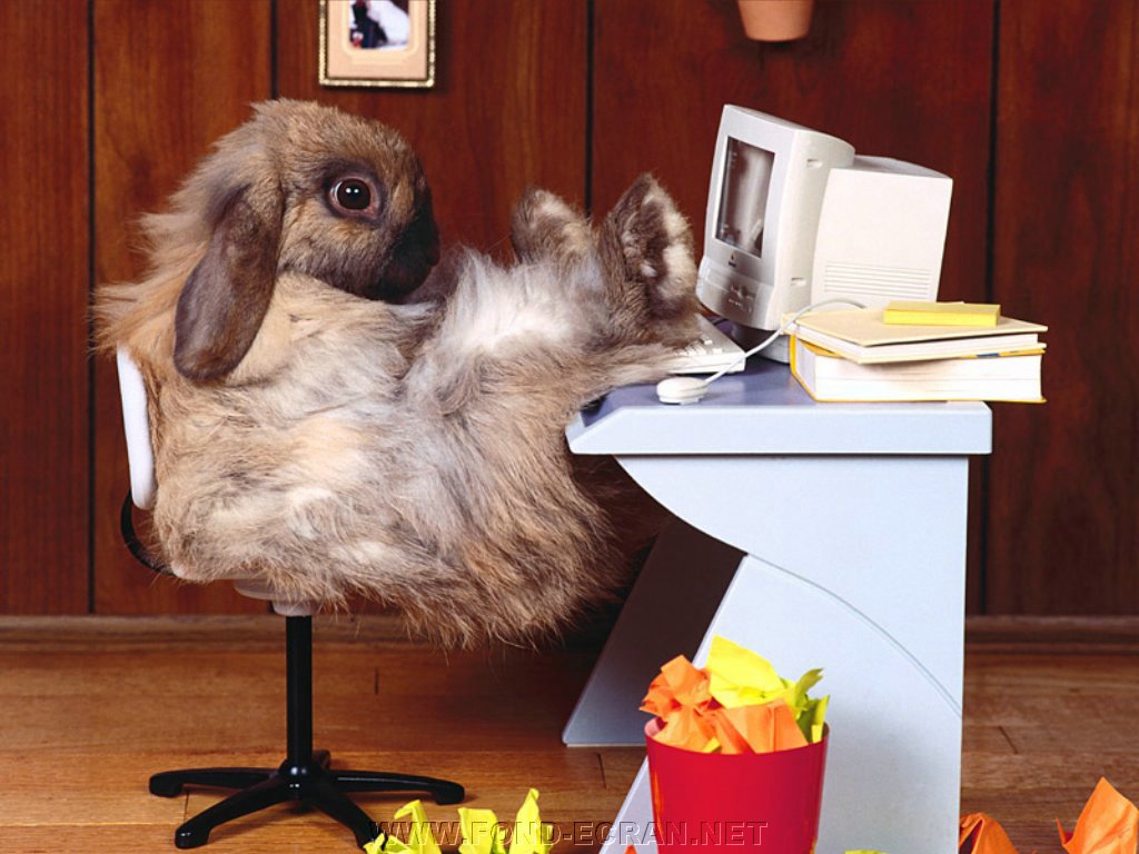 lapin fond ecran lapin