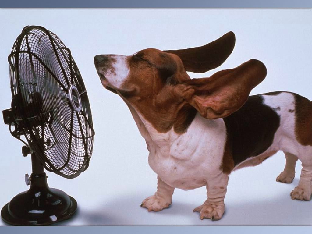 Besoin d'air? fond ecran Besoin d'air?