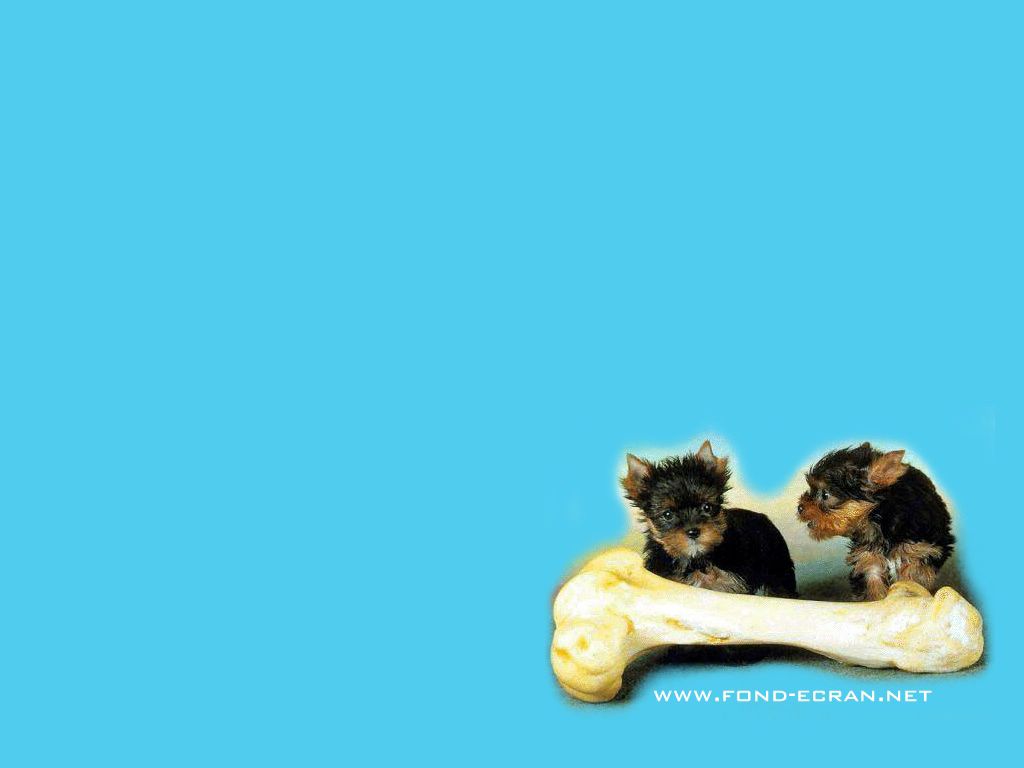 Chiots fond ecran Chiots