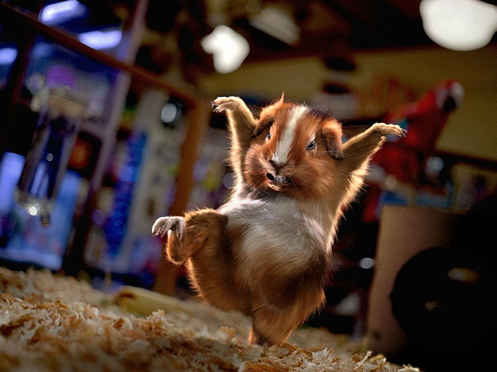 Le hamster ninja fond ecran Le hamster ninja