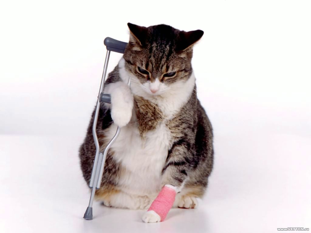 Humour: chat avec une béquille fond ecran Humour: chat avec une béquille