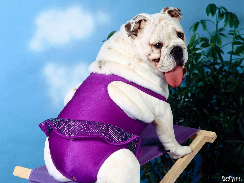 Humour: chien en maillot de bain fond ecran Humour: chien en maillot de bain