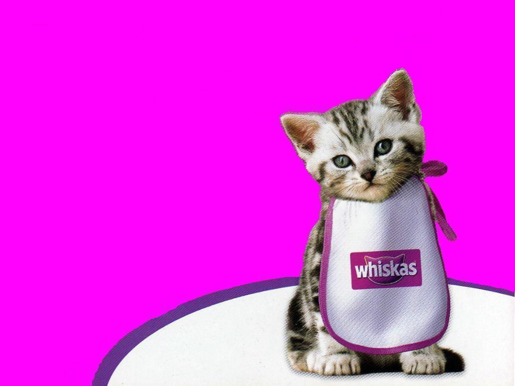Chat Whiskas fond ecran Chat Whiskas