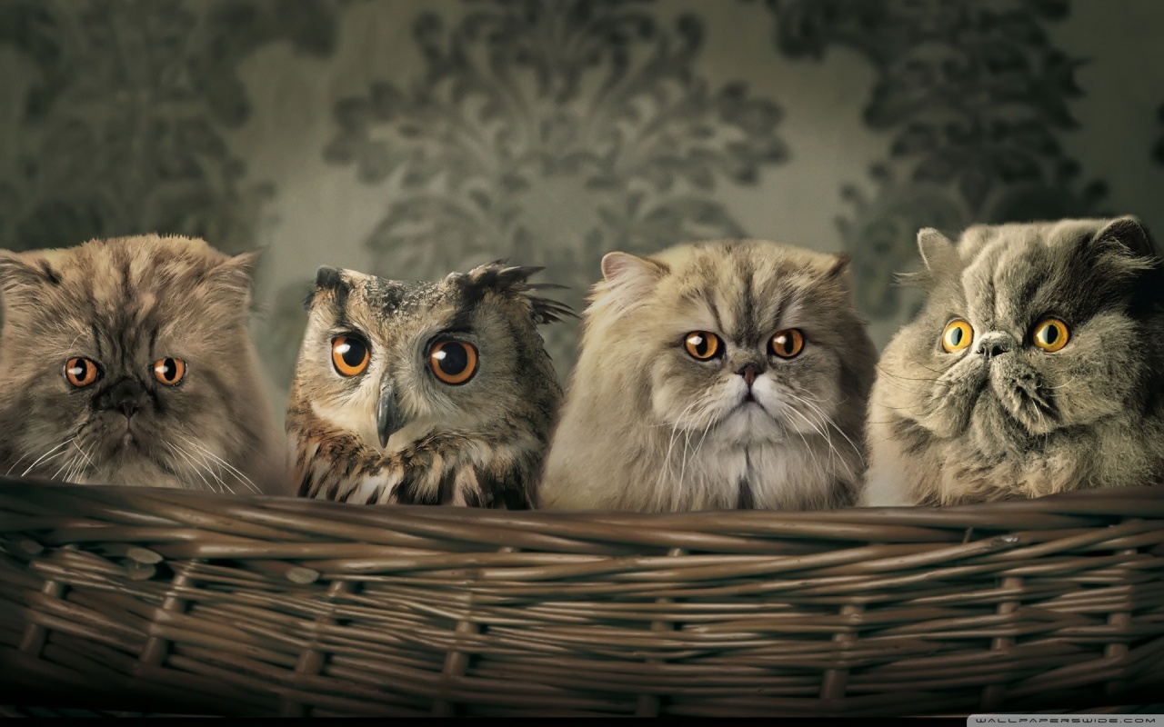 intrus chez les chats fond ecran intrus chez les chats
