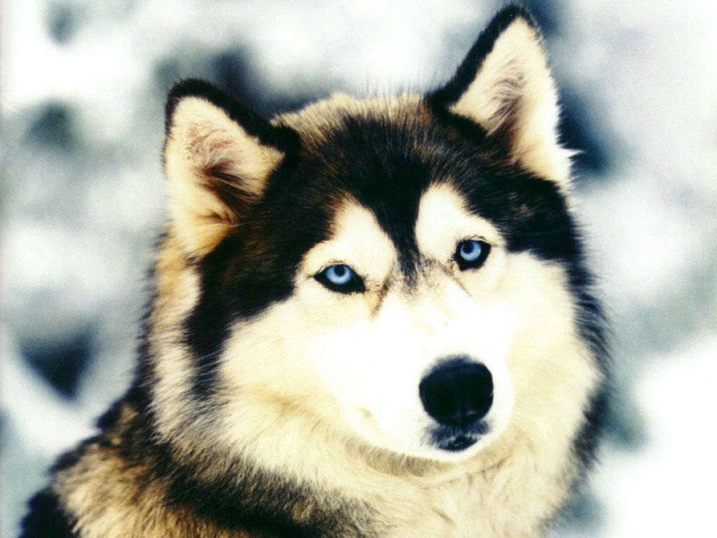 Husky fond ecran Husky