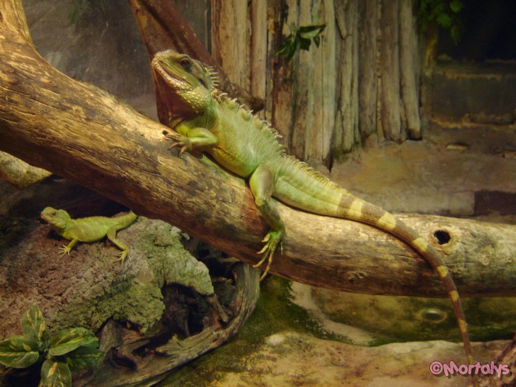 iguane fond ecran iguane
