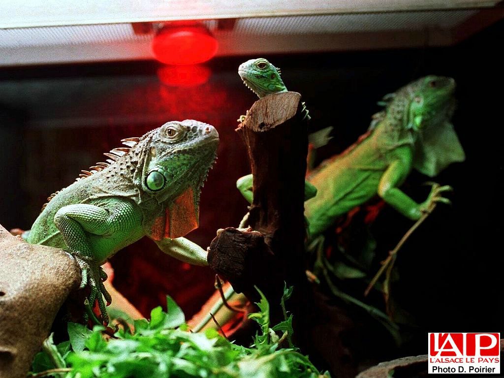 iguanes fond ecran iguanes