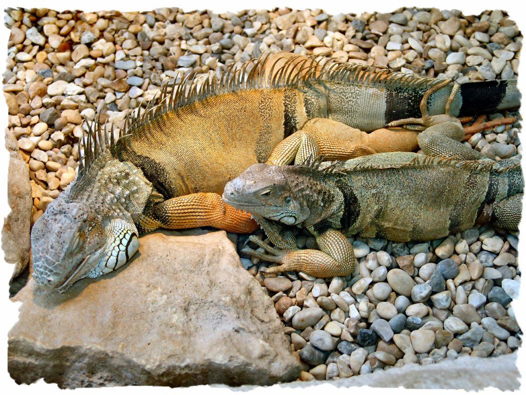 iguanes fond ecran iguanes