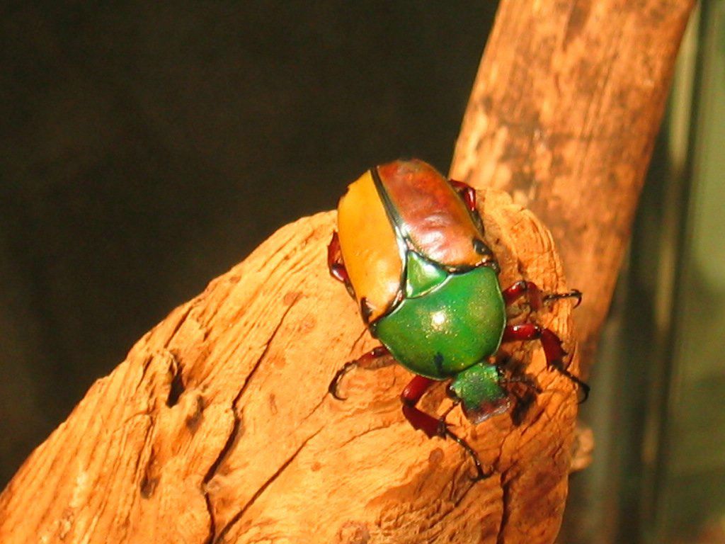 scarabbee fond ecran scarabbee