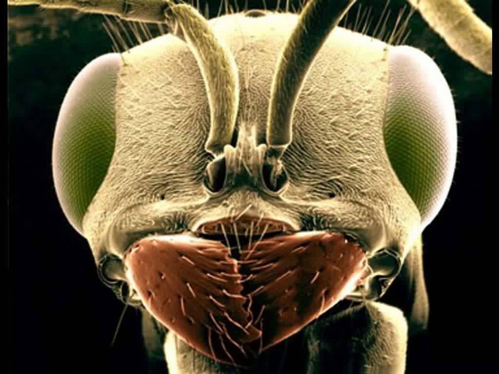 mouche fond ecran mouche