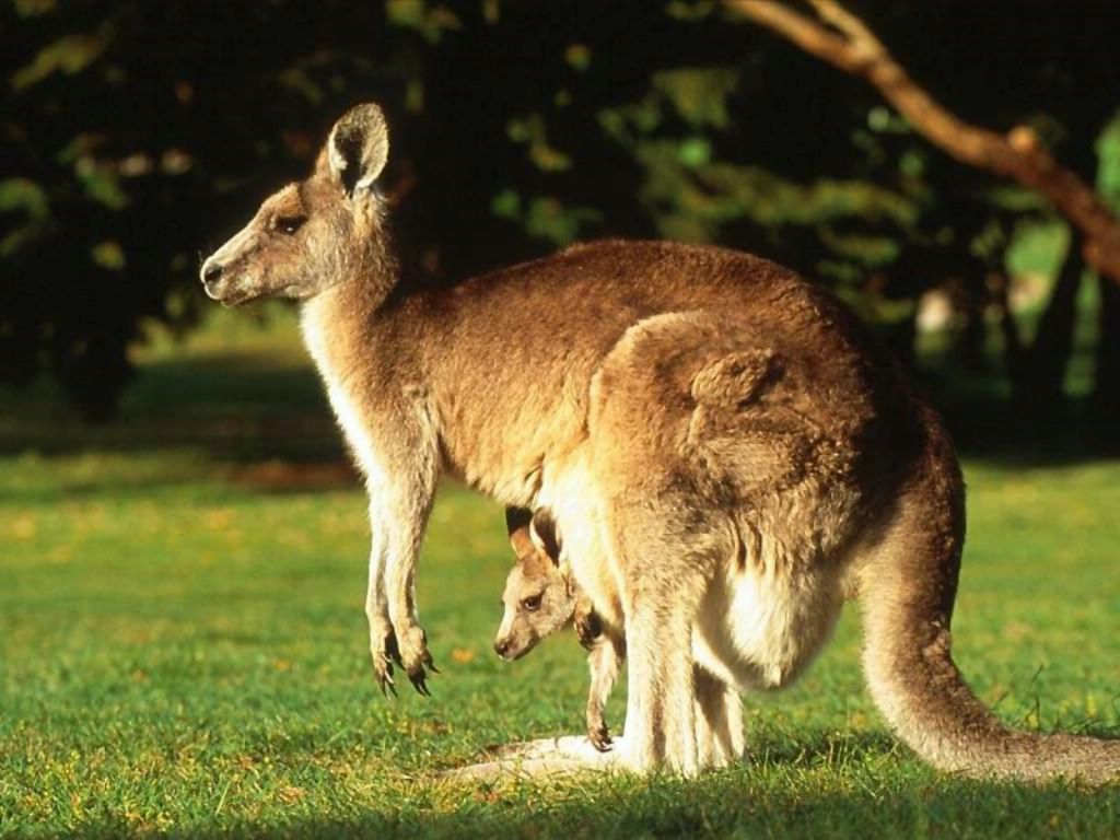 kangourous fond ecran kangourous
