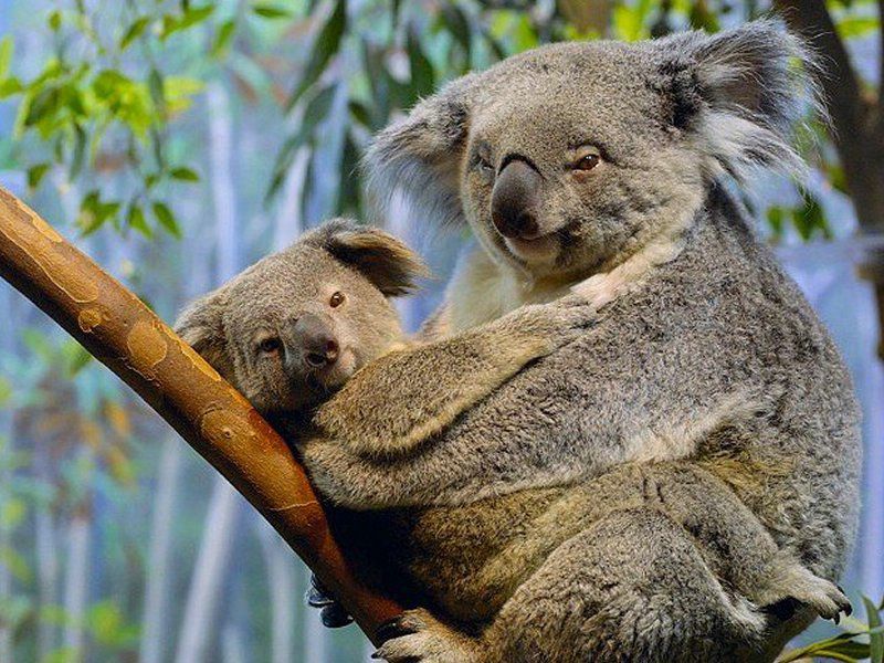 koalas fond ecran koalas