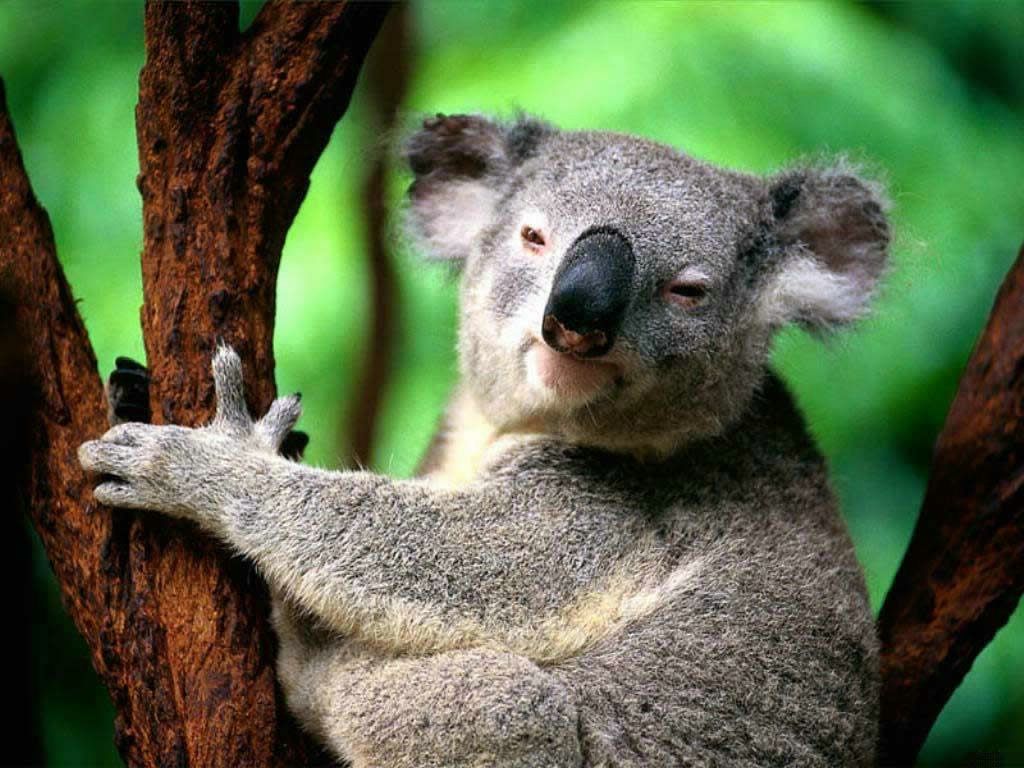 koala fond ecran koala