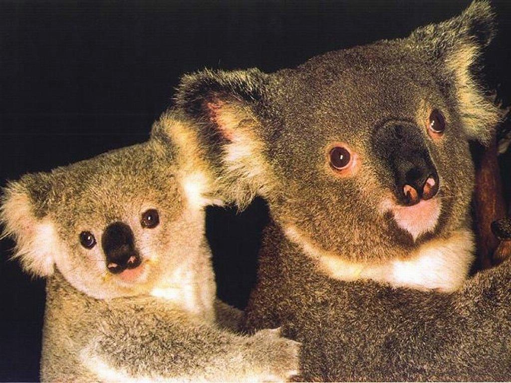koalas fond ecran koalas