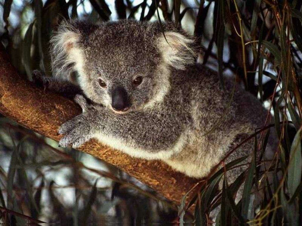 koala fond ecran koala