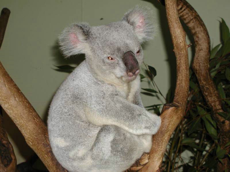 koala fond ecran koala