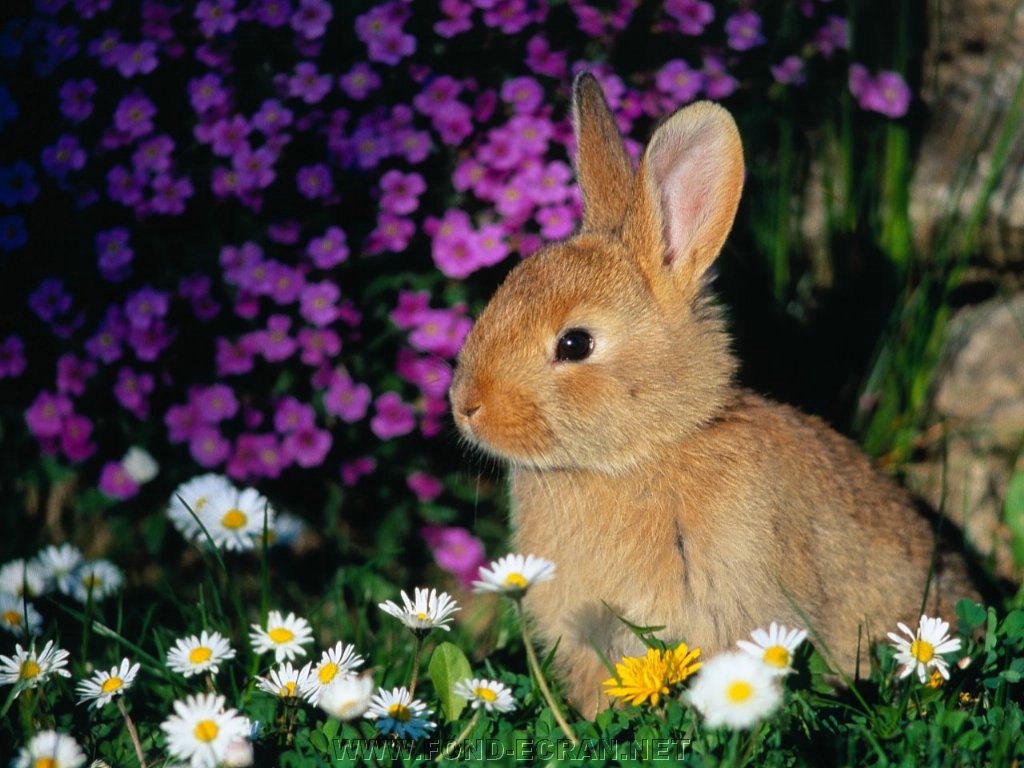 lapin fond ecran lapin