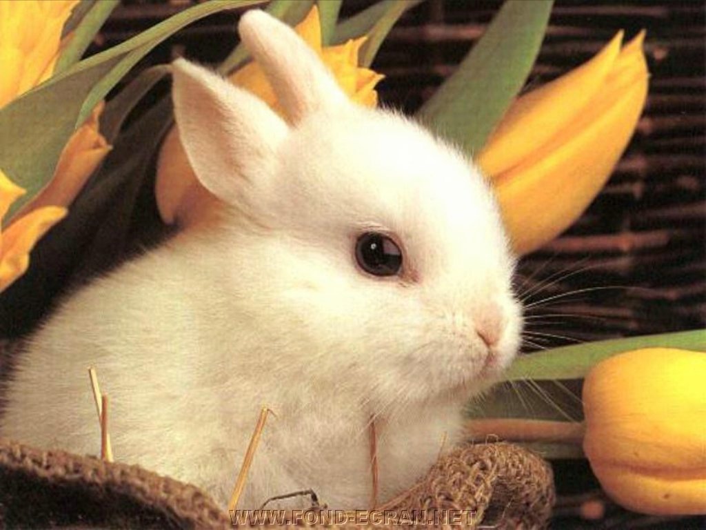 lapin fond ecran lapin