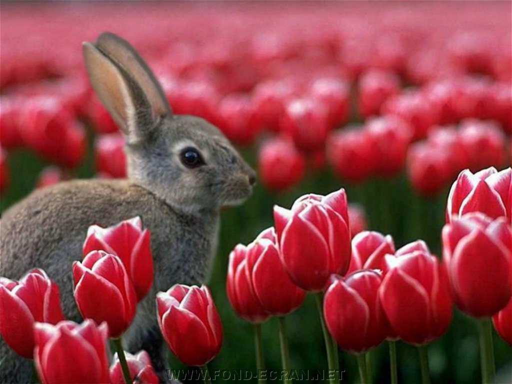 lapin fond ecran lapin
