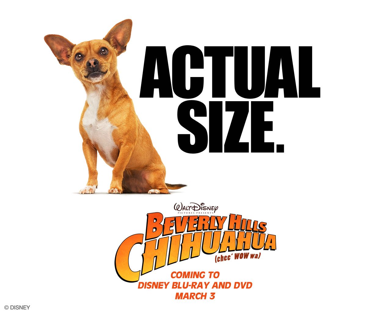Le Chihuahua de Beverly Hills fond ecran Le Chihuahua de Beverly Hills
