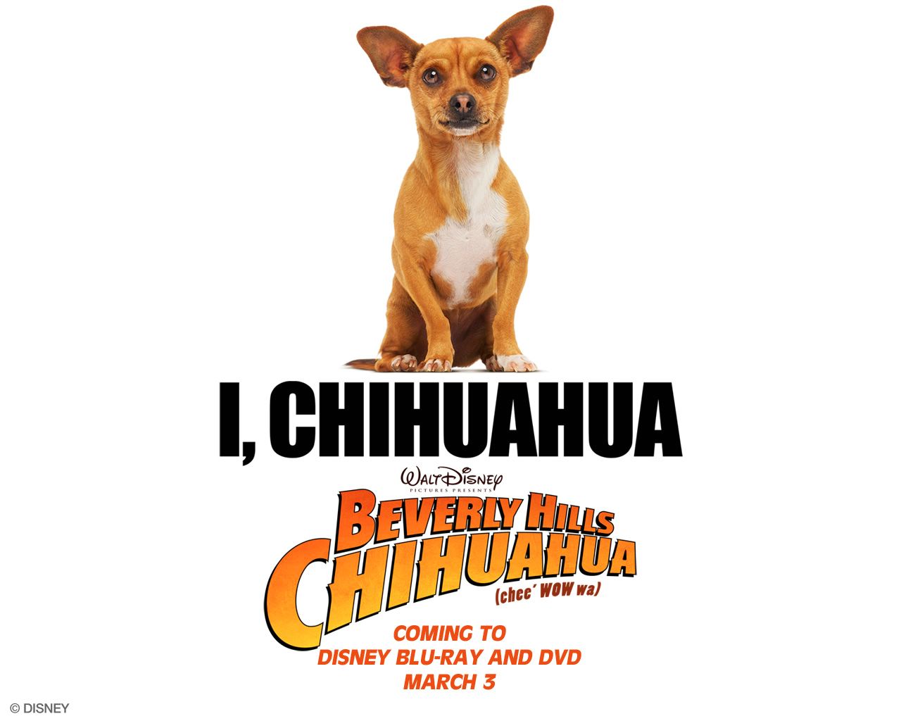 Le Chihuahua de Beverly Hills fond ecran Le Chihuahua de Beverly Hills