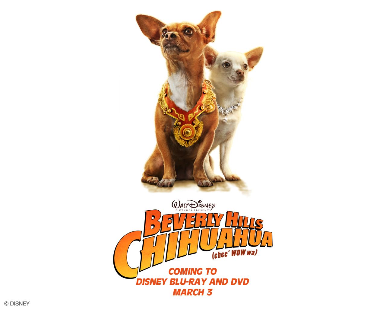 Le Chihuahua de Beverly Hills fond ecran Le Chihuahua de Beverly Hills