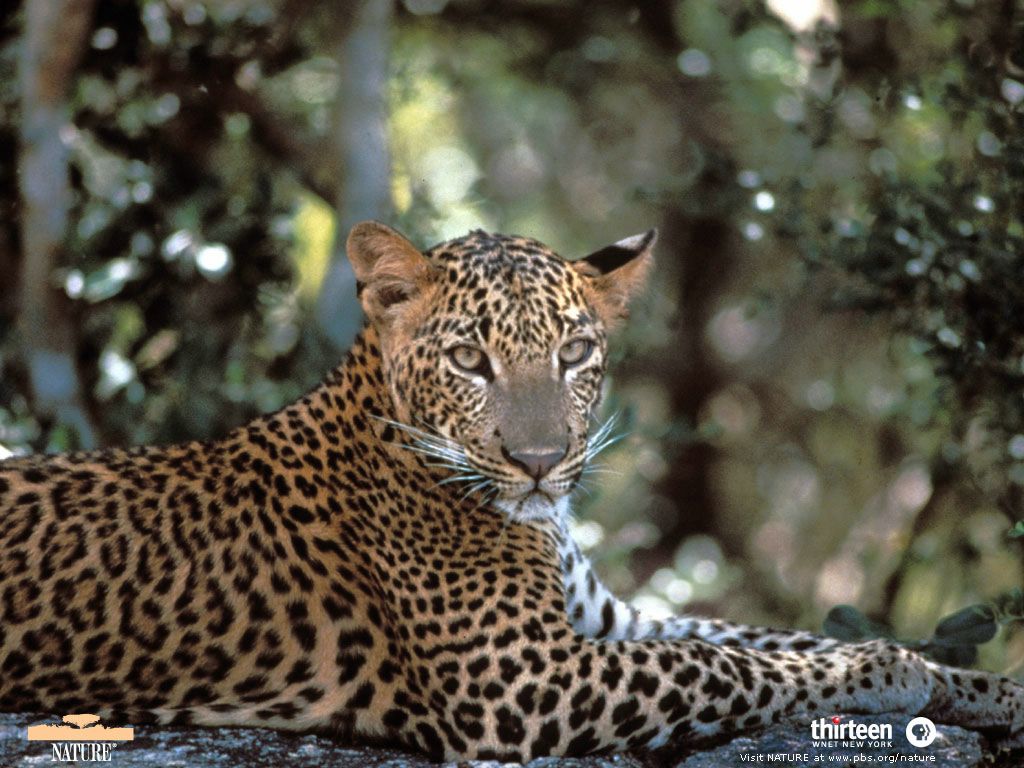 leopard fond ecran leopard