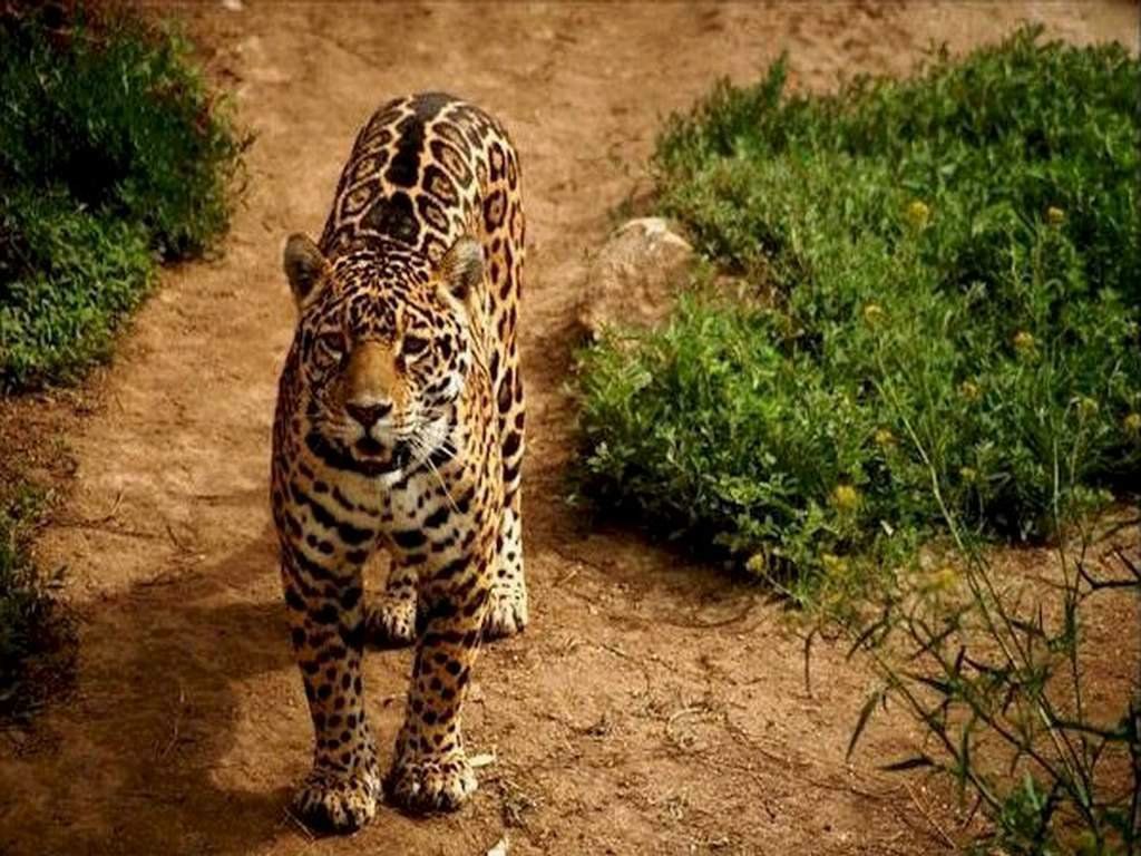 leopard fond ecran leopard
