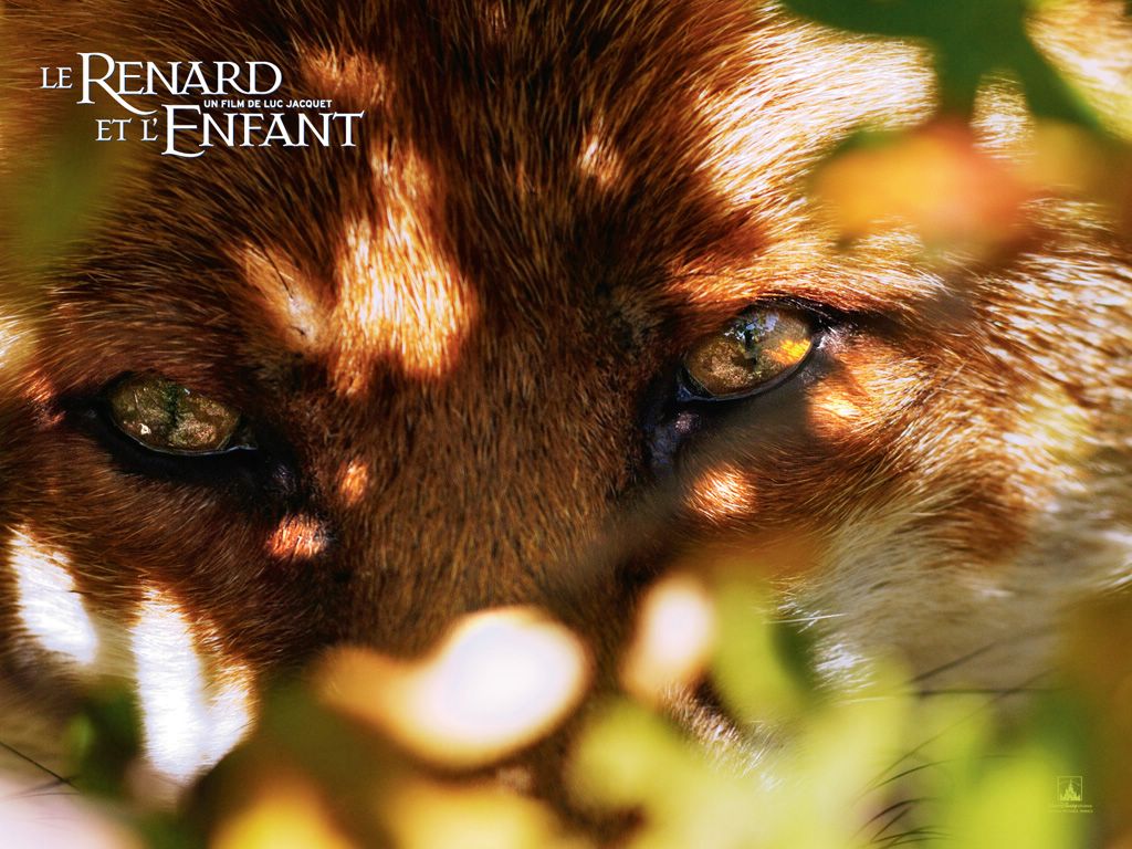 Le renard et l'enfant fond ecran Le renard et l'enfant