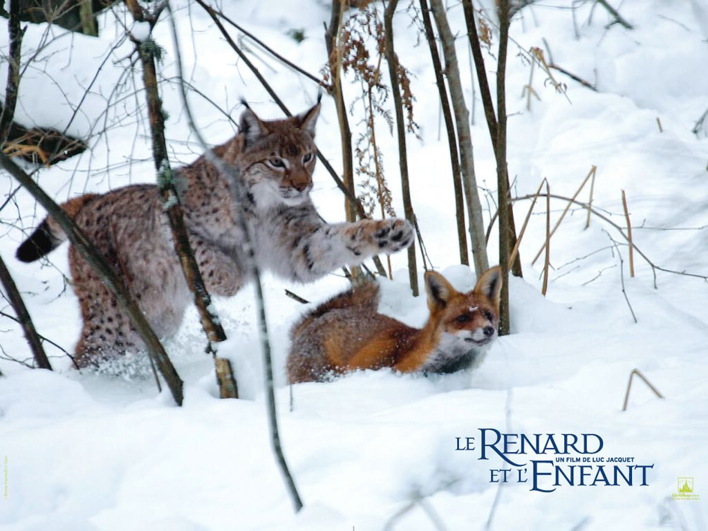 Le renard et l'enfant fond ecran Le renard et l'enfant