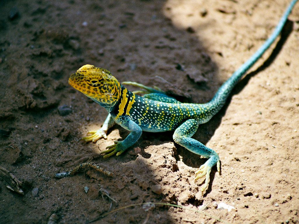 lezard fond ecran lezard