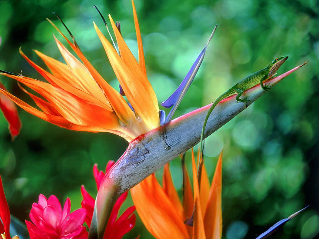 lezard fond ecran lezard