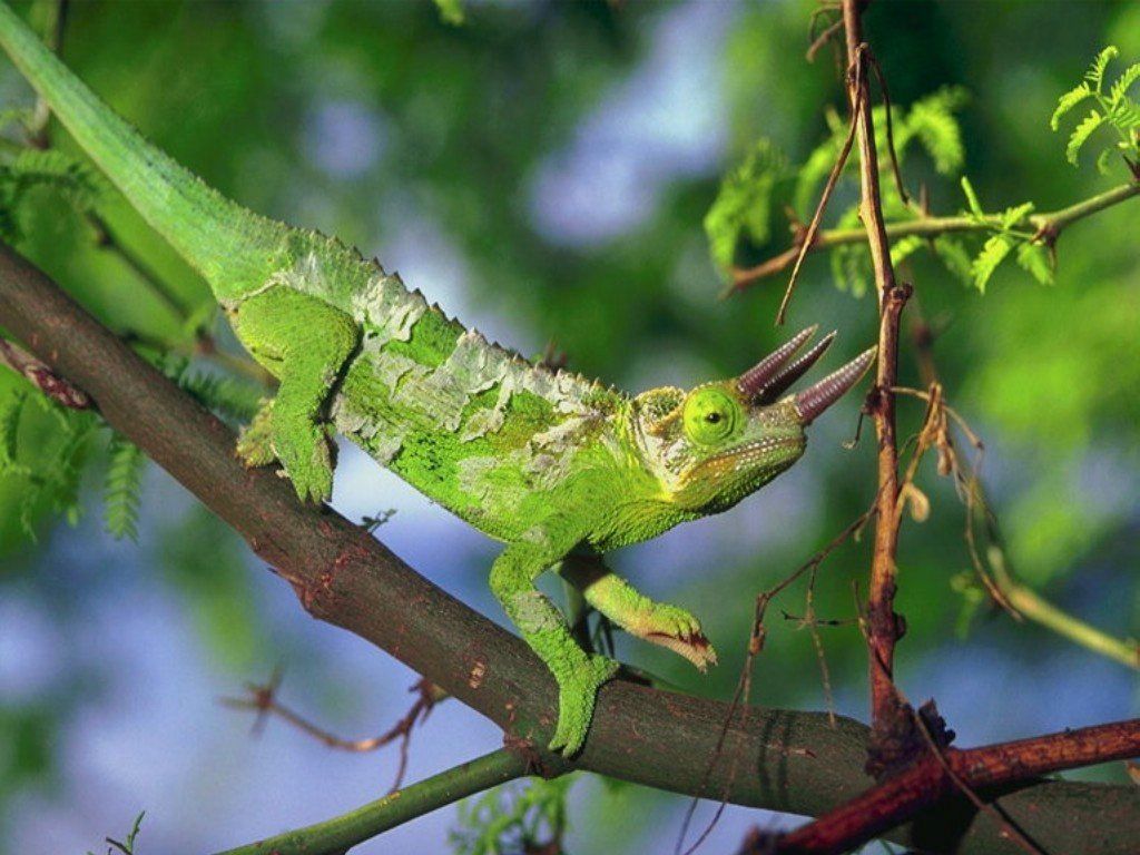 lezard fond ecran lezard