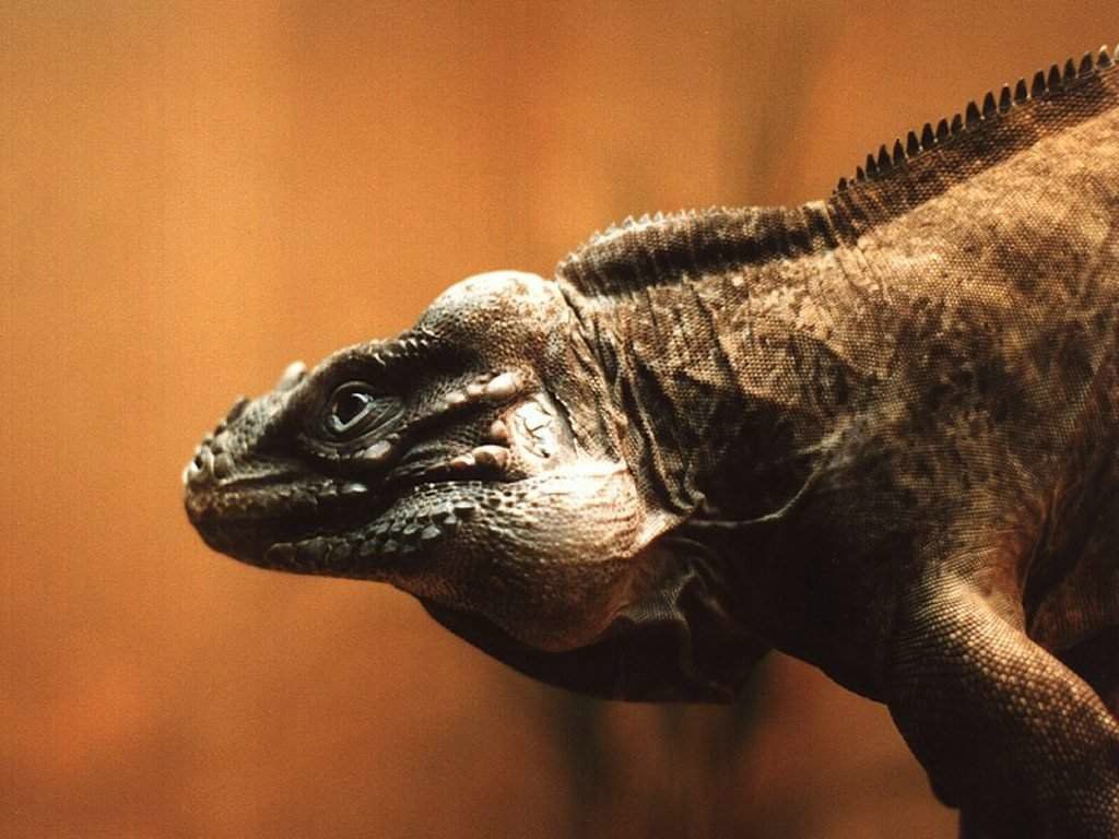 lezard fond ecran lezard