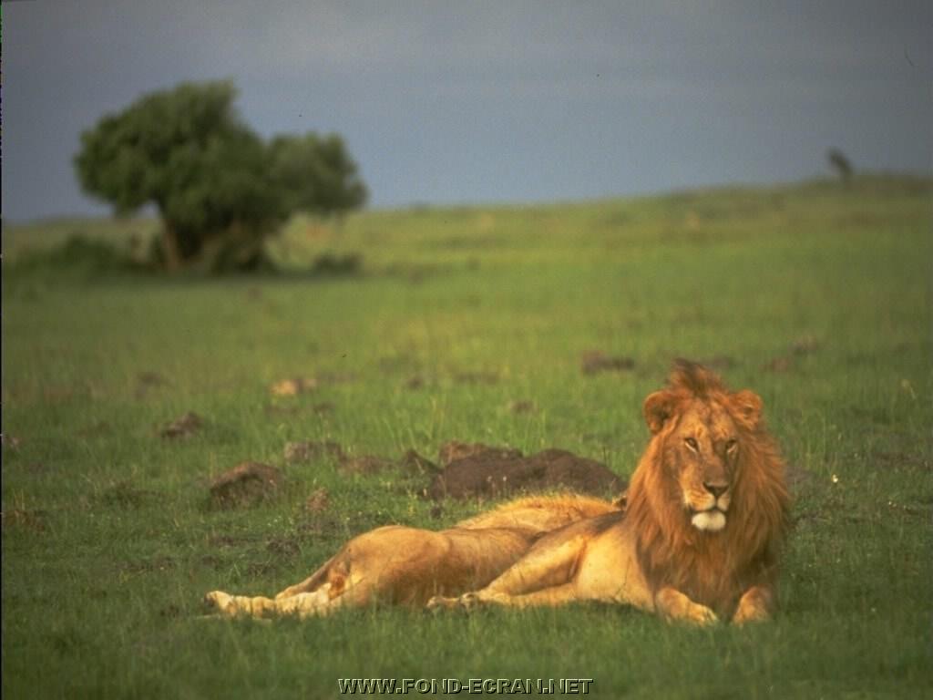 lion fond ecran lion