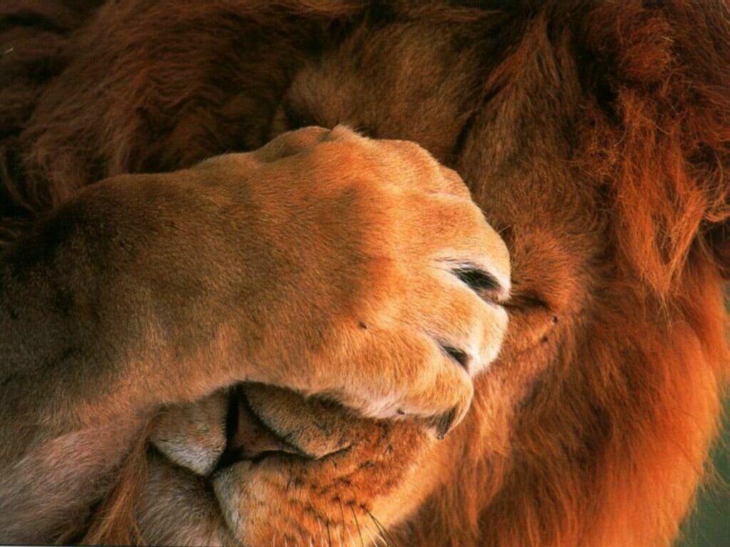 lion fond ecran lion