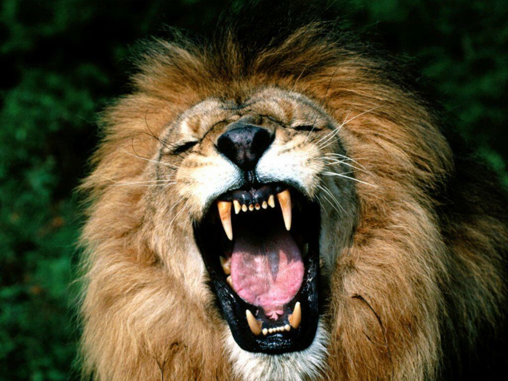 lion fond ecran lion