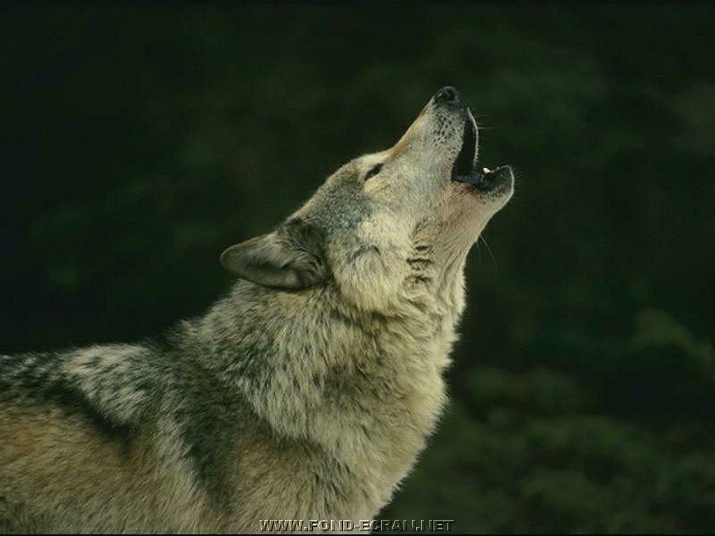 loup fond ecran loup