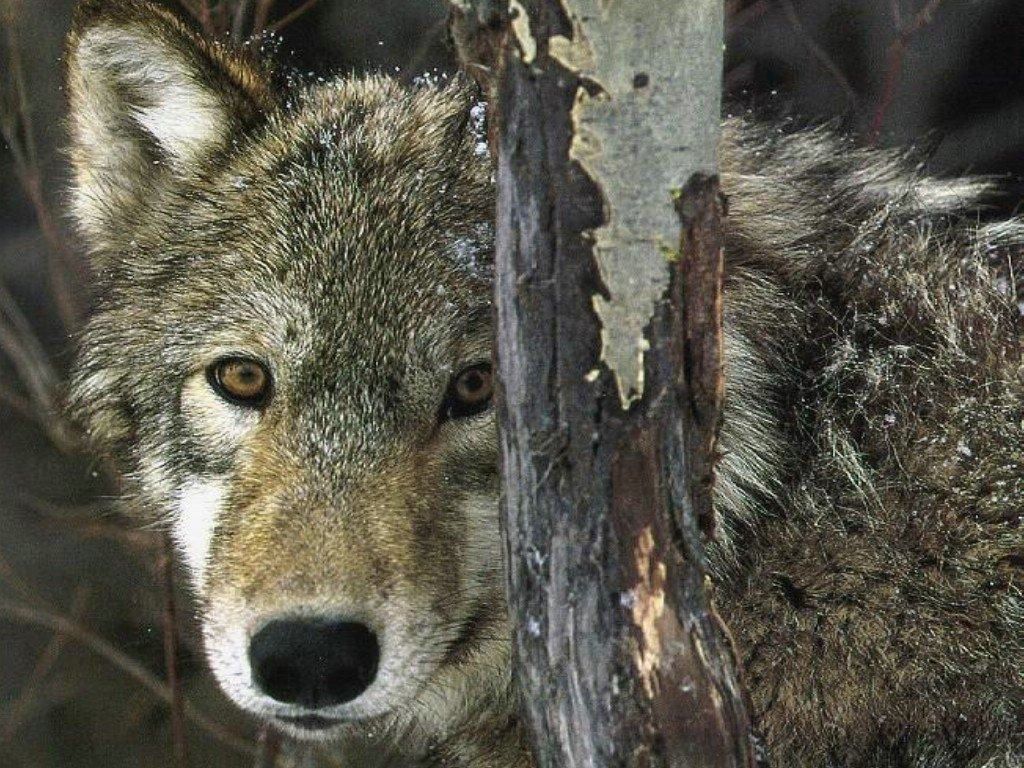 loup fond ecran loup